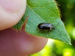 Microtheca ochroloma