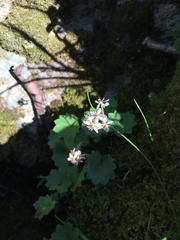 Micranthes porsildiana