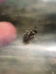 Calliopsis nebraskensis