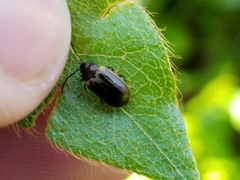 Microtheca ochroloma