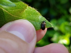 Microtheca ochroloma