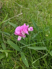 Lathyrus latifolius