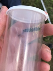 Bembix americana spinolae