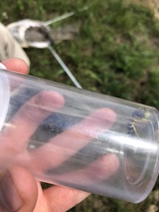 Bembix americana spinolae