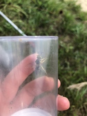 Bembix americana spinolae