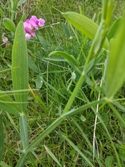 Lathyrus latifolius