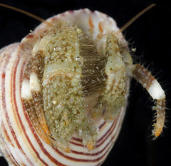 Pagurus caurinus