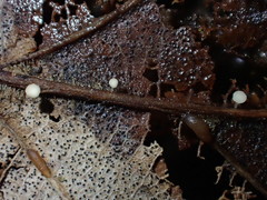 Hymenoscyphus albopunctus