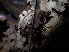 Hymenoscyphus albopunctus