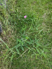 Lathyrus latifolius