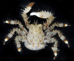 Hapalogaster mertensii