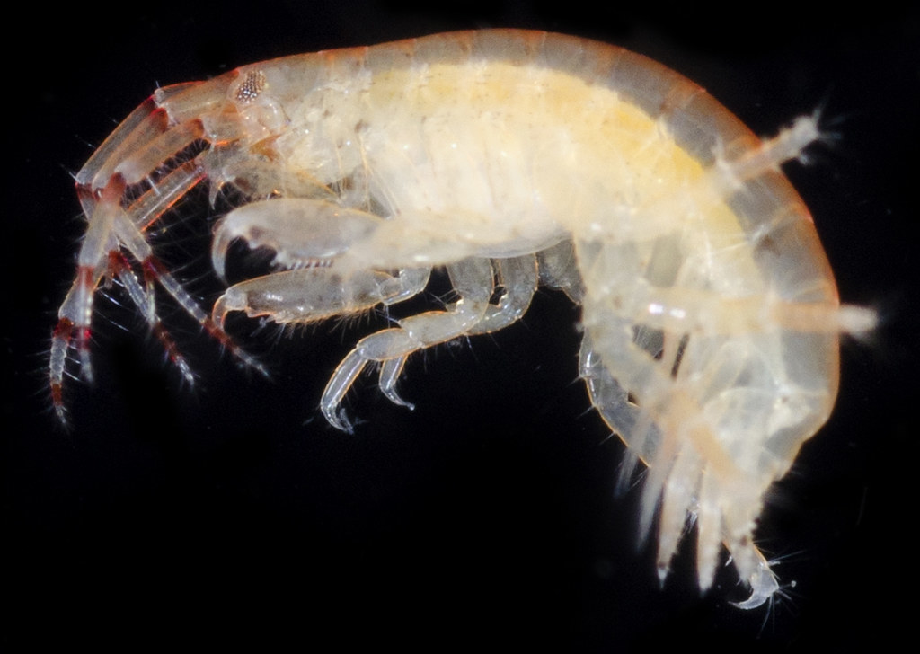 Photidae