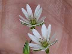 Stellaria graminea