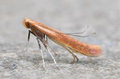 Caloptilia invariabilis
