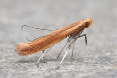 Caloptilia invariabilis