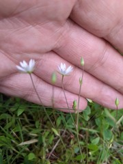Stellaria graminea
