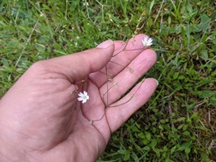 Stellaria graminea