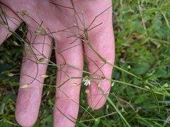 Stellaria graminea