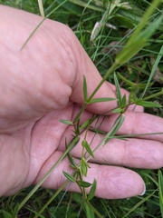 Stellaria graminea