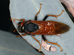 Pergagrapta gravenhorstii