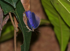 Arhopala centaurus