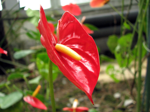 Anthurium andraeanum