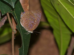 Arhopala centaurus