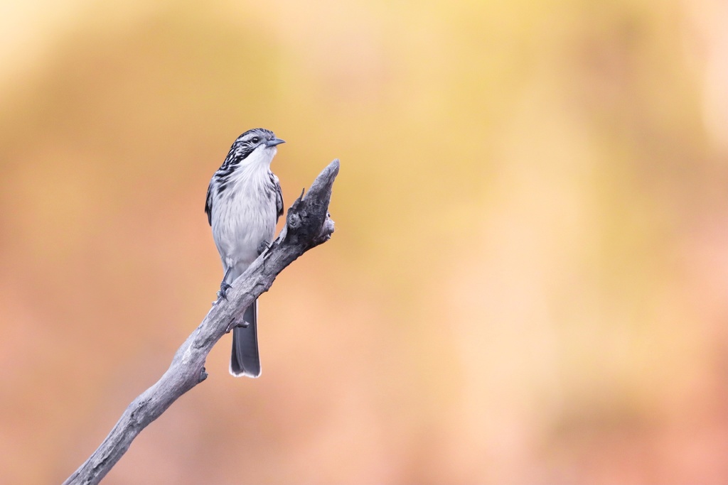 Striped Honeyeater