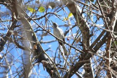 Polioptila nigriceps