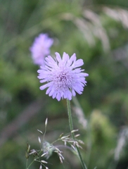 Knautia arvensis