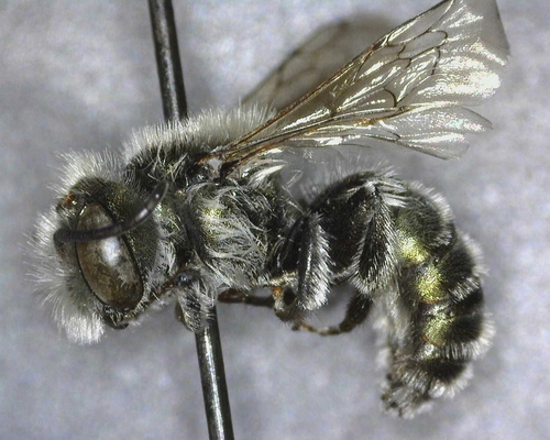 iNaturalist observation photo of Osmia nemoris
