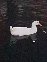 Anas platyrhynchos domesticus