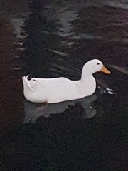 Anas platyrhynchos domesticus