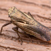 Cyrpoptus belfragei - Photo (c) Thomas Shahan, some rights reserved (CC BY-NC), uploaded by Thomas Shahan