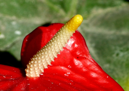 Anthurium andraeanum