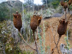 Romneya coulteri