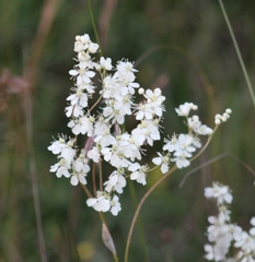 Filipendula vulgaris