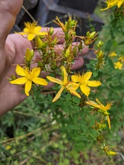 Hypericum perforatum