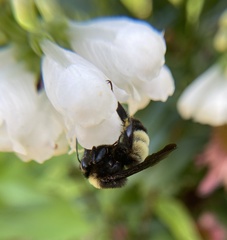 Bombus pensylvanicus