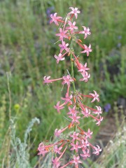 Ipomopsis aggregata collina