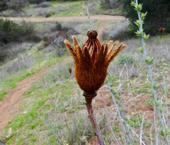 Romneya coulteri