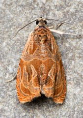 Olethreutes nitidana