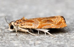 Olethreutes nitidana