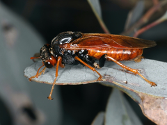 Pergagrapta gravenhorstii