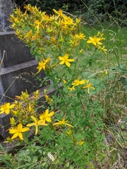 Hypericum perforatum