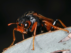 Pergagrapta gravenhorstii