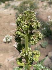 Phacelia procera