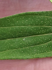 Hypericum perforatum