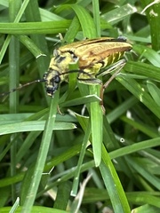 Lepturobosca