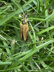 Lepturobosca